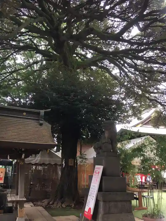 太子堂八幡神社の狛犬