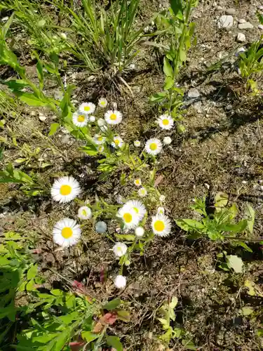 八幡神社の自然