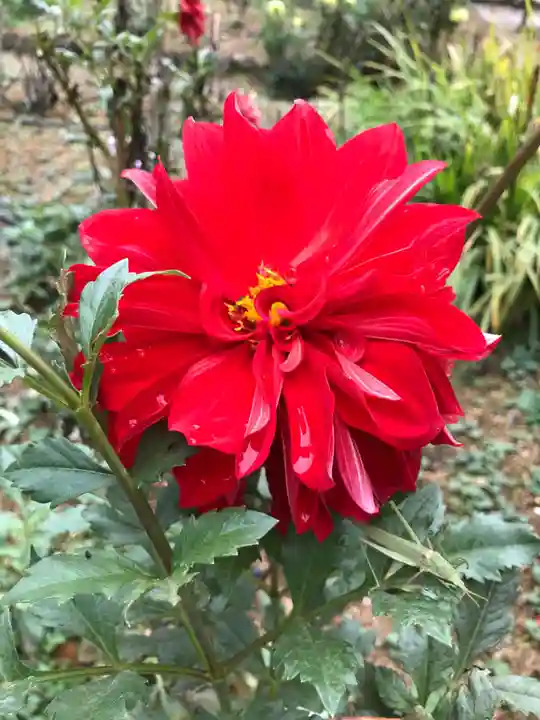 岡寺(龍蓋寺)の自然