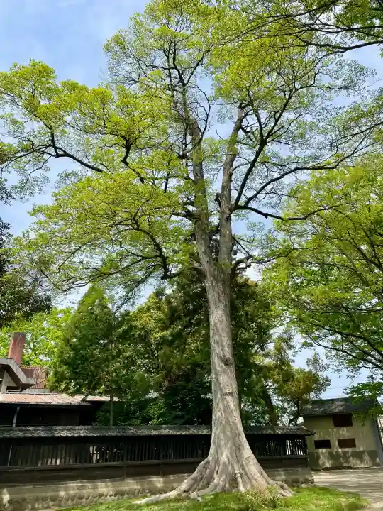 高城神社の{uncategorized: "未分類", other: "その他", undefined: "問題あり", building: "その他建物", grave: "お墓", sacred_gate: "鳥居", guardian: "狛犬", statue: "像", buddha: "仏像", history: "歴史", nature: "自然", garden: "庭園", animal: "動物", pagoda: "塔", temizu: "手水舎", mountain_gate: "山門・神門", sanctuary: "本殿・本堂", subordinate: "末社・摂社", art: "芸術", scenery: "景色", jizo: "地蔵", ema: "絵馬", goshuin: "御朱印", omikuji: "おみくじ", items: "授与品その他", amulet: "お守り", goshuincho: "御朱印帳", eats: "食事", festival: "お祭り", votive_dance: "神楽", shichigosan: "七五三参", wedding: "結婚式", experience: "体験その他", initially: "初詣", around: "周辺", anti_infection: "感染症対策"}
