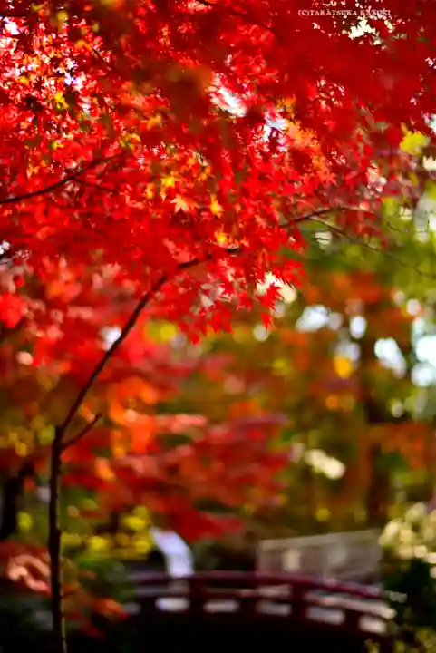 鶴岡八幡宮の自然