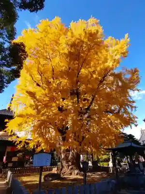鑁阿寺(栃木県)