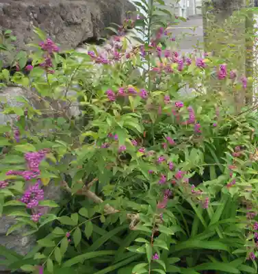 大巧寺(神奈川県)