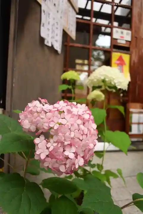 十番稲荷神社の自然