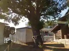 池辺杉山神社の自然