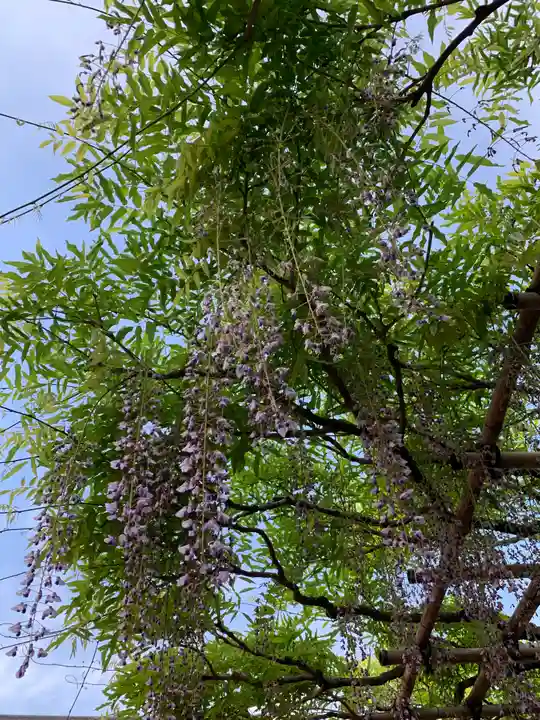 西新井大師総持寺の自然