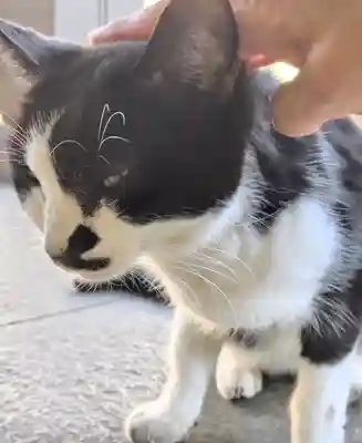 白金氷川神社(東京都)
