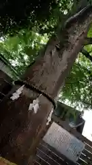 鎮守氷川神社の自然