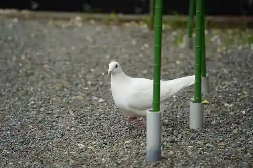 旗上弁財天社の動物