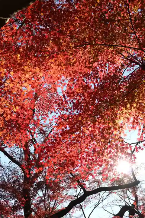 明王院(満願寺別院)の自然