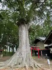 櫻井神社(長野県)