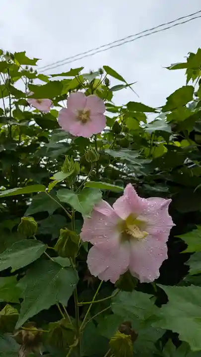 本法寺(京都府)