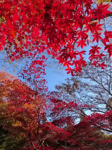 大山寺(神奈川県)
