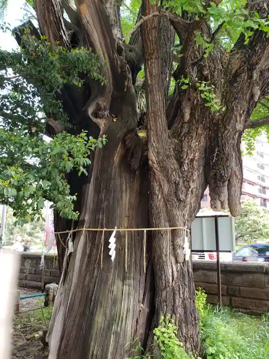 磐井神社の自然
