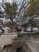 神田神社(神田明神)の自然