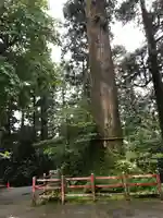 箱根神社の自然