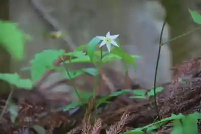 鹿島大神宮の自然