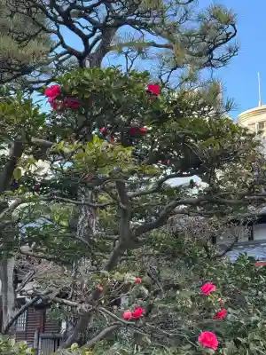 白林禅寺、白林寺の{uncategorized: "未分類", other: "その他", undefined: "問題あり", building: "その他建物", grave: "お墓", sacred_gate: "鳥居", guardian: "狛犬", statue: "像", buddha: "仏像", history: "歴史", nature: "自然", garden: "庭園", animal: "動物", pagoda: "塔", temizu: "手水舎", mountain_gate: "山門・神門", sanctuary: "本殿・本堂", subordinate: "末社・摂社", art: "芸術", scenery: "景色", jizo: "地蔵", ema: "絵馬", goshuin: "御朱印", omikuji: "おみくじ", items: "授与品その他", amulet: "お守り", goshuincho: "御朱印帳", eats: "食事", festival: "お祭り", votive_dance: "神楽", shichigosan: "七五三参", wedding: "結婚式", experience: "体験その他", initially: "初詣", around: "周辺", anti_infection: "感染症対策"}