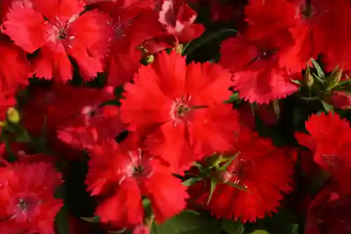 横浜御嶽神社の自然