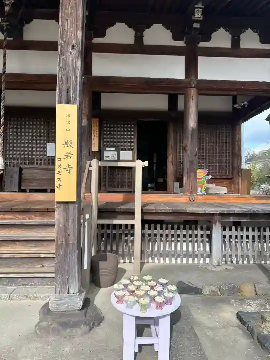 般若寺 ❁コスモス寺❁(奈良県)