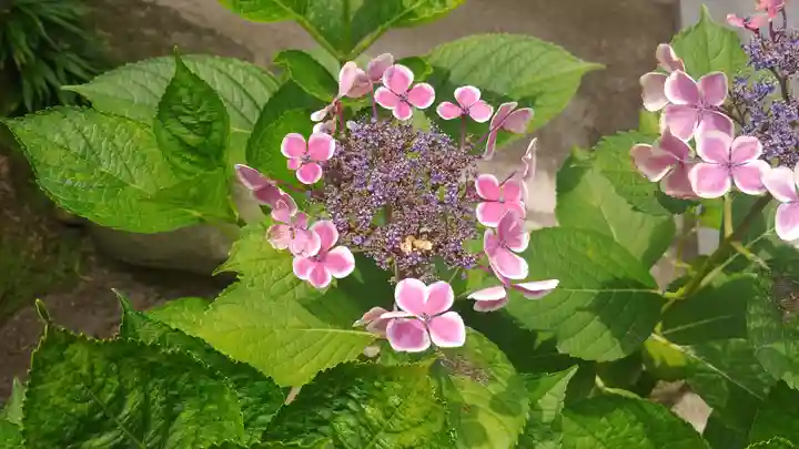 櫛田神社の自然