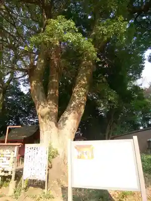 三芳野神社(埼玉県)