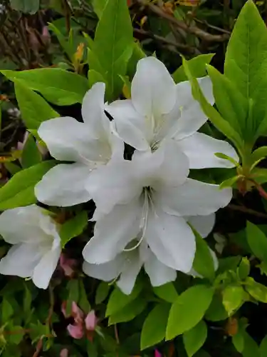 沙沙貴神社の自然