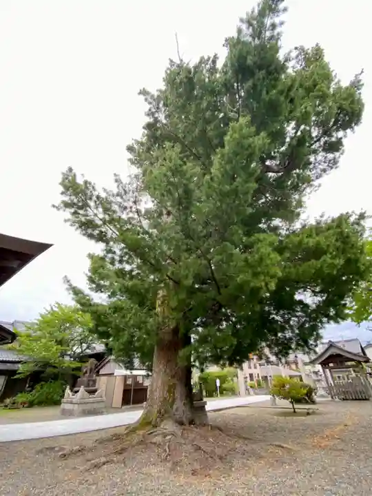 小浜神社の自然