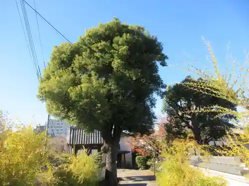 宗林寺(東京都)