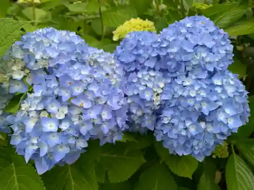 普門寺(切り絵御朱印発祥の寺)の自然