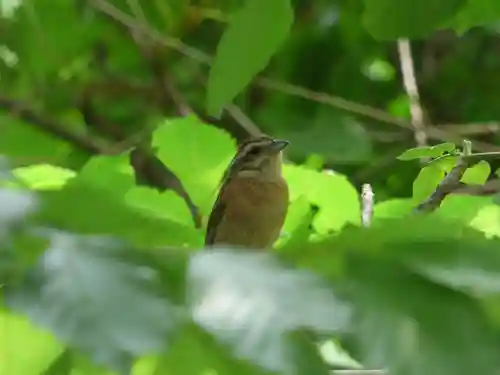 留辺蘂神社の動物