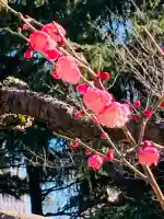 六郷神社の{uncategorized: "未分類", other: "その他", undefined: "問題あり", building: "その他建物", grave: "お墓", sacred_gate: "鳥居", guardian: "狛犬", statue: "像", buddha: "仏像", history: "歴史", nature: "自然", garden: "庭園", animal: "動物", pagoda: "塔", temizu: "手水舎", mountain_gate: "山門・神門", sanctuary: "本殿・本堂", subordinate: "末社・摂社", art: "芸術", scenery: "景色", jizo: "地蔵", ema: "絵馬", goshuin: "御朱印", omikuji: "おみくじ", items: "授与品その他", amulet: "お守り", goshuincho: "御朱印帳", eats: "食事", festival: "お祭り", votive_dance: "神楽", shichigosan: "七五三参", wedding: "結婚式", experience: "体験その他", initially: "初詣", around: "周辺", anti_infection: "感染症対策"}