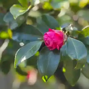 伊勢の国 四天王寺(三重県)(2025年01月20日(月) 13時58分33秒投稿)