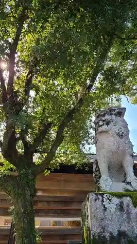 松尾大社の狛犬