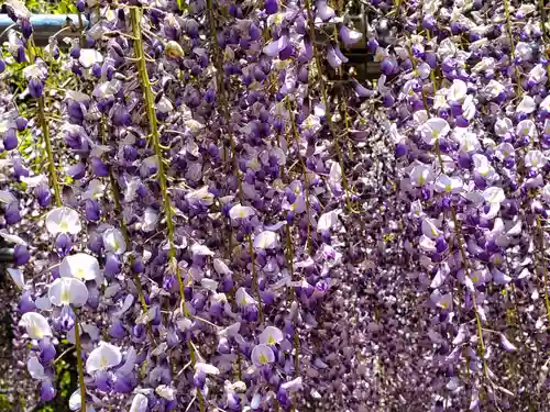 天台宗 五大山 白毫寺の自然