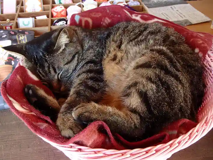 前玉神社の動物