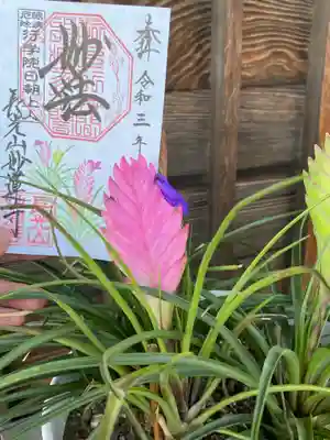 チランドシア・キネア