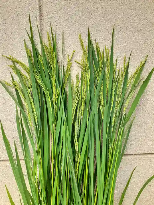 伏木香取神社(茨城県)