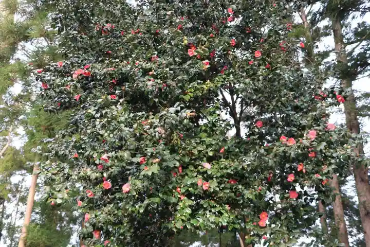 阿久津「田村神社」(郡山市阿久津町)旧社名:伊豆箱根三嶋三社の自然