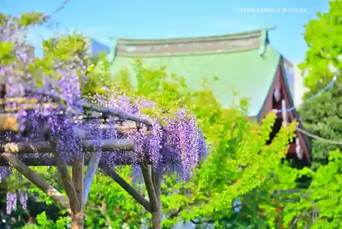 亀戸天神社(東京都)