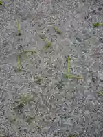 賀羅加波神社の自然