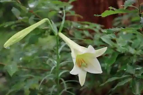 豊景神社の自然