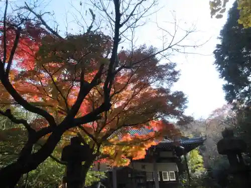 安國論寺（安国論寺）の自然