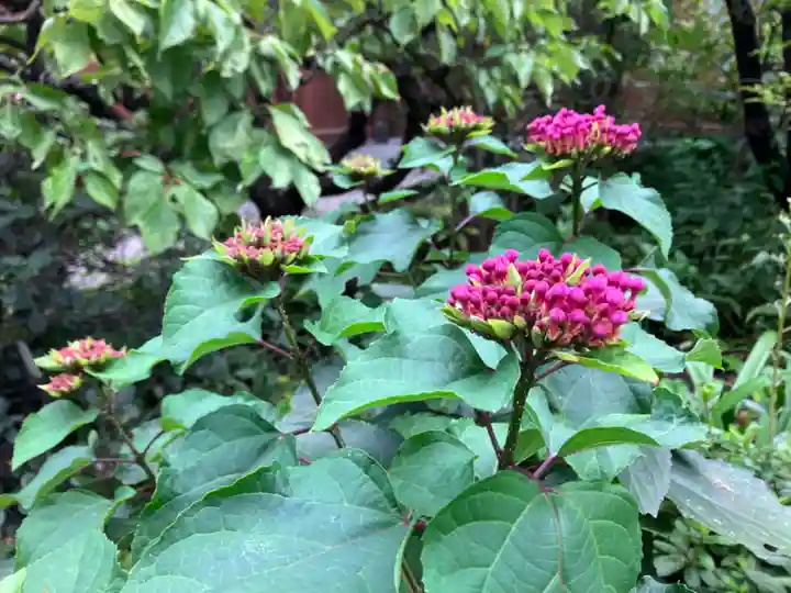 大巧寺(神奈川県)