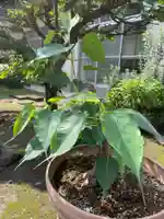 福王山 慈眼寺の自然