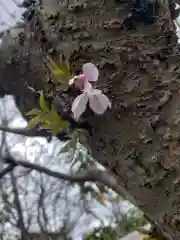 妙蓮寺の自然