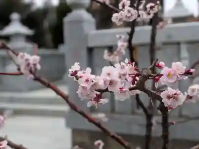 葛飾八幡宮(千葉県)