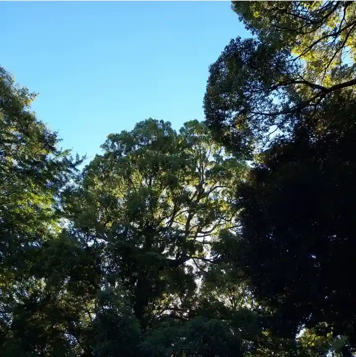 中目黒八幡神社の自然
