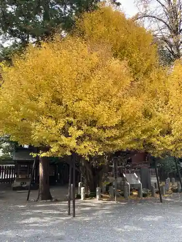秩父神社の自然