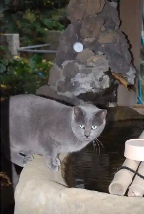前原御嶽神社の動物